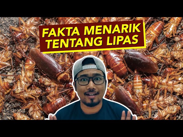 Fakta Menarik Tentang Lipas class=