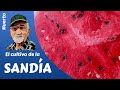 SANDÍA: cómo cultivar sandías, proceso completo y trucos.