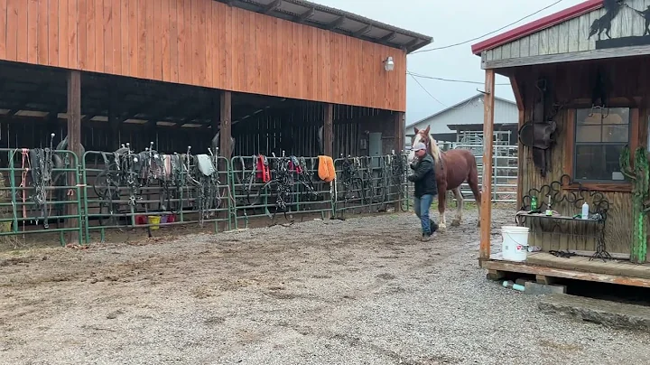 Pending 3897 Belgian Mare 17H 16 years old $975 plus a $40 Coggins deadline 12/5/25 ￼