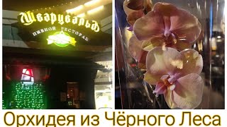За Орхидеей в Чёрный Лес | ШВАРЦВАЛЬД | Phal. Saporita, aroma