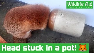 This fox got her HEAD stuck in a flowerpot...