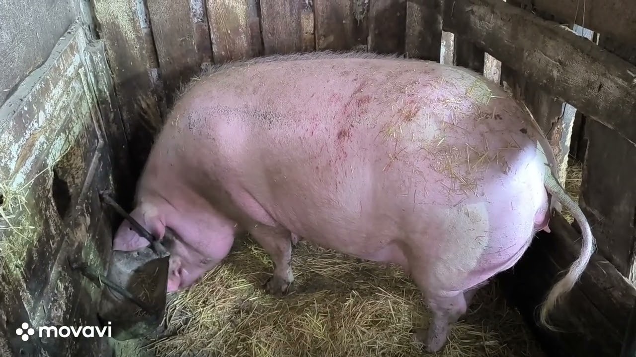 № 5 Февральский обход сарая