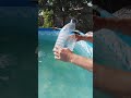 Скиммер для бассейна из двух пластиковых бутылок