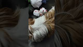 #shorts Dog Funny Moments shihtzu Whatsapp status #dog #funnydogs #shihtzu #shihtzupuppie