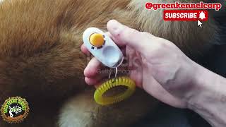 DOG TRAINING TOOLS EVERY PET OWNERS SHOULD KNOW