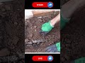 Sugarcane Plant #gardening #easyfarming #farming #viralvideo