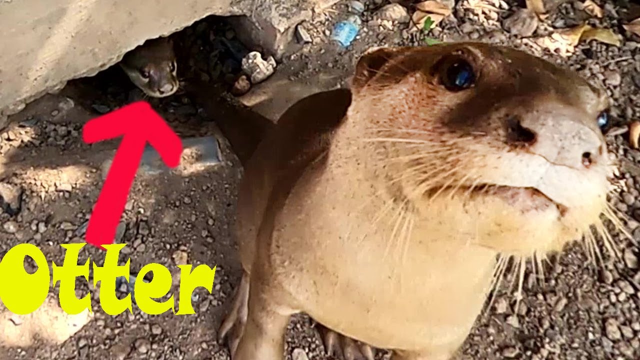 Otters Hide In The Big Underground Hole For Survival Youtube Otters Hide In The Big Underground Hole For Survival Youtube