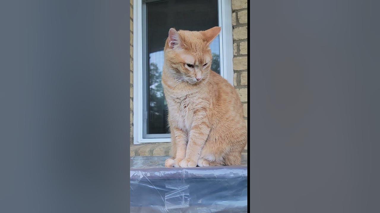 💃 😂 3 Cute kittens APT #cat #shorts #viralshorts #pets #kitten #viral #cute #funny #funnyvideo #fun