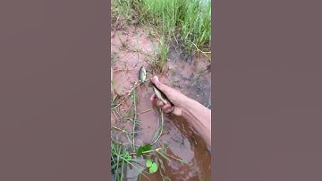 Ultimately beautiful peaceful rice field full of fish. #fishing #rivercrab #survivalskills #fish