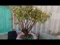 M224. Gl cây sầm đá 250k LH 0707713796 Khương bonsai 