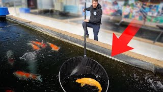 Welcome To The LARGEST Koi Fish Farm In The USA!