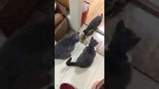КОШКИ! 🐾😾🐾 Строгая кошечка.....
