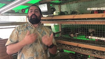 How to combine quails without fighting (mix flocks)