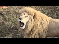 Львиное правосудие ест с аппетитом 🦁😎😁 Львы. Тайган. Lions life in Taigan.