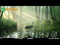 Common crane / Серый журавль / Grus grus. Green Video Wildlife