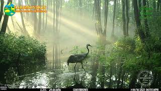 Common crane / Серый журавль / Grus grus. Green Video Wildlife