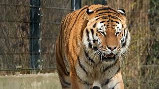 THE HUNTER TIGER by Animal Planet ZONE 10 views 2 years ago 42 seconds