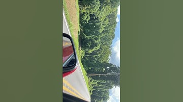 #kudzu It cover the trees and kills them the plant however is edible most all of it root included