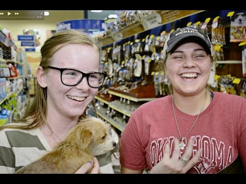 Vídeo: Petzila quer conectar você e seu animal de estimação a qualquer hora, em qualquer lugar