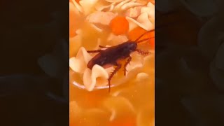 ROACH FOUND IN SOUP! #shorts