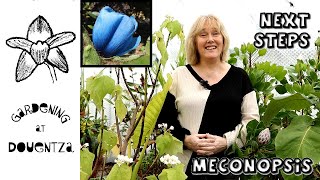 Meconopsis Seed Next Steps & Spending March in Hospital