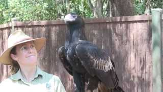 Wedge tail Eagle (Aquila audax) at Territory Wildlife Park, NT, Australia