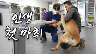 First reveal of HyungWook's dogs' examination [Sub: Tears of HyungWook. He was just a guardian]