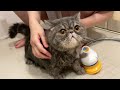 【韓国で話題】絶対にお風呂が好きになる猫グッズを試してみた結果...。
