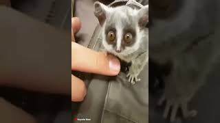 Funny And Cute Baby Animals Short Videos - Lemur - Hayvanlar Alemi - Lemurlar