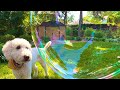 Dog Reacts To GIANT BUBBLES 🤩