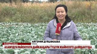видео: АЛАМҮДҮН РАЙОНУНУН ДЫЙКАНДАРЫ ТҮШҮМ ЖЫЙНООГО ДАЯРДАНУУДА картинка: АЛАМҮДҮН РАЙОНУНУН ДЫЙКАНДАРЫ ТҮШҮМ ЖЫЙНООГО ДАЯРДАНУУДА