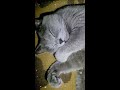 Love cat  i know im the best but let me sleep