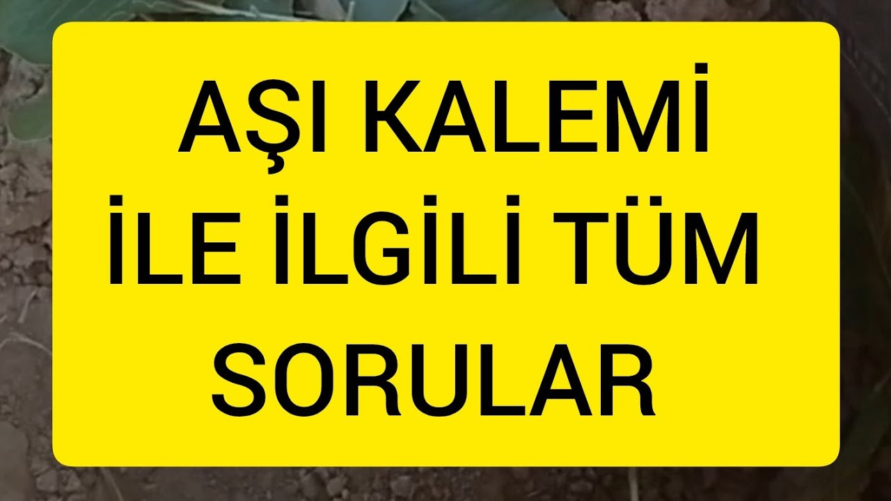 Aşı Kalemi ince ayrıntıları #Pistachio #antepfıstığı