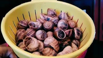 Escargot Youtube