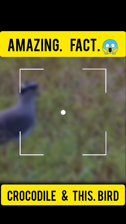 The strange friendship of crocodile and plover bird #Crocodile#EgyptianPlover #AnimalFacts #Wildlife