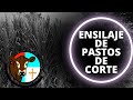 ENSILAJE DE PASTOS DE CORTE