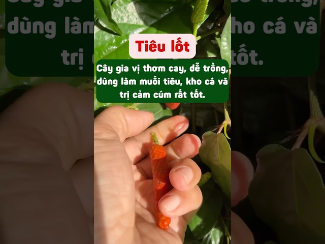 Tiêu lốt thơm, cay nồng, các bác nên thử trồng nha! #tieulot #vuonsaigonvn #tieutraidai