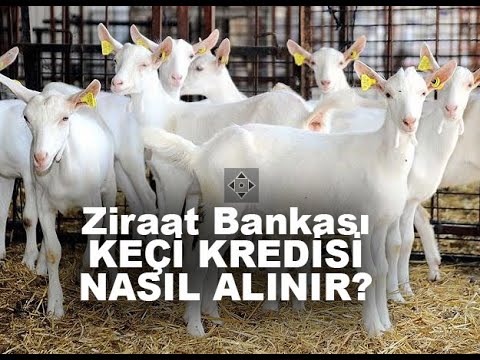 Video: Bir Keçi Nasıl Satın Alınır