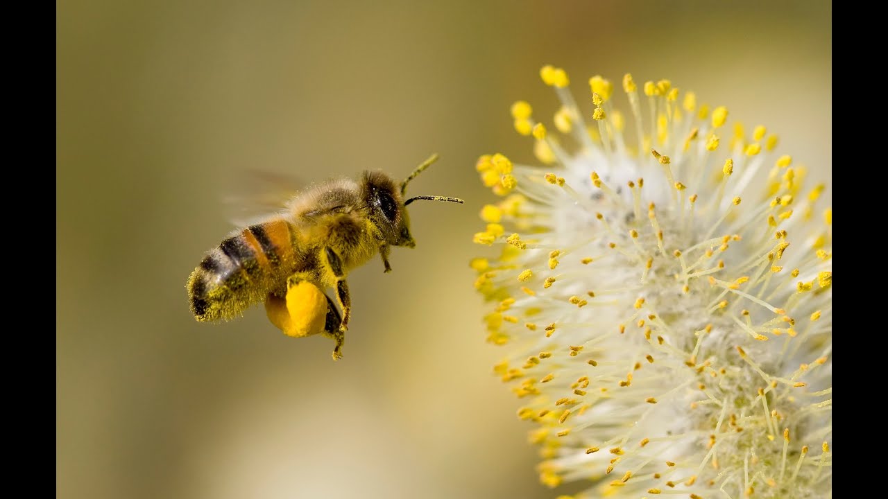 Conférence du Professeur Hemmerlé : Le pollen, cet inconnu qui mérite d'être connu