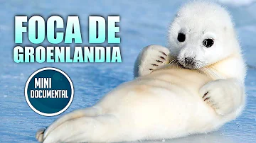 Quanto vive la foca monaca?