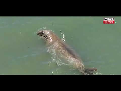 ჩვენი პლანეტა - ზღვის ლომი