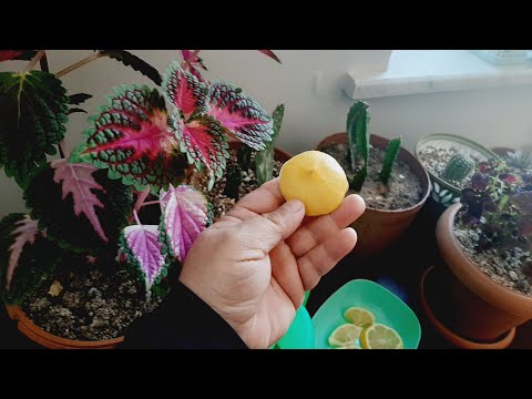 Video: Bir Soğana Amonyak Nasıl Dökülür? Sarıya Dönerse, Soğanı Amonyakla Beslemek Ve Işlemek Için Oranlar. Nasıl Seyreltilir?