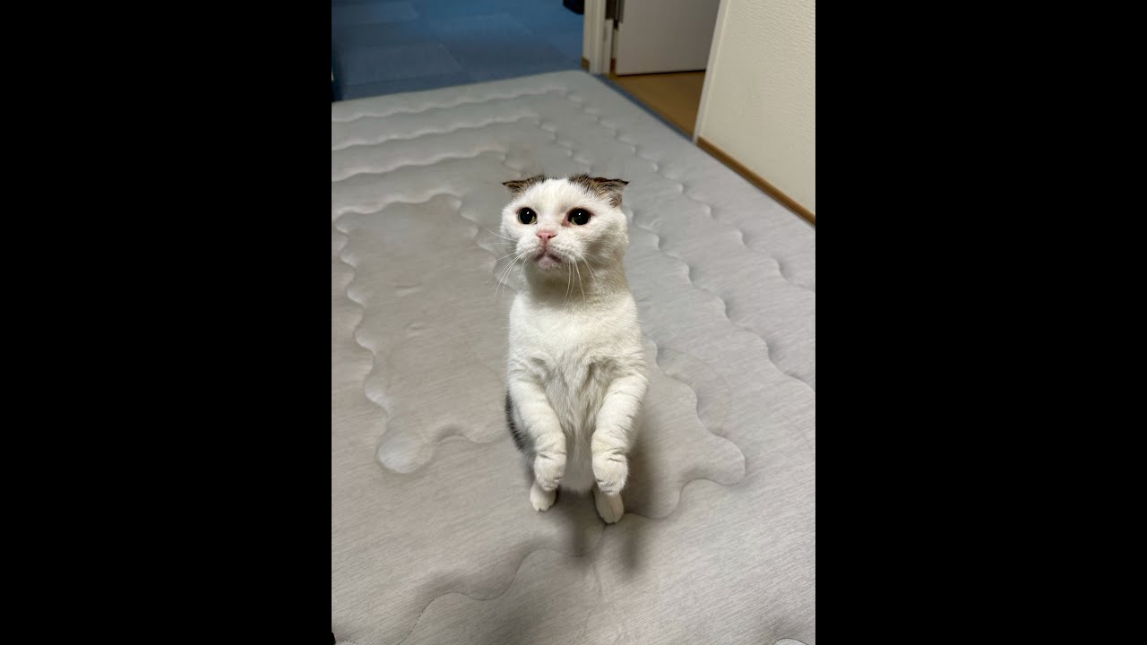 猫ライブ配信🐱かいちゃん🐱ハチワレ猫🐱2025000810#猫 #ねこ