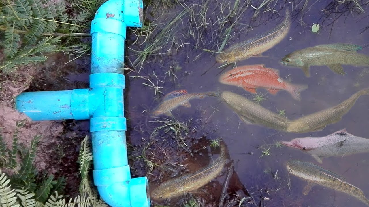 Amazing! Two Boys Make Deep Hole Fish Trap Using PVC And Electric Fan Guard To Catch A Lot Of Fish