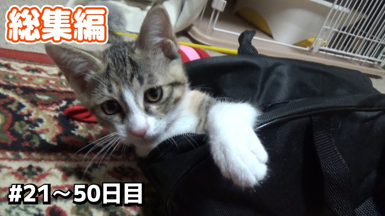 ビビりな子猫「たま」の里親になった話 総集編② 21～50日目