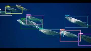 Data Annotation Services for Fish Detection & Tracking | High-Quality AI Training Data | Wisepl
