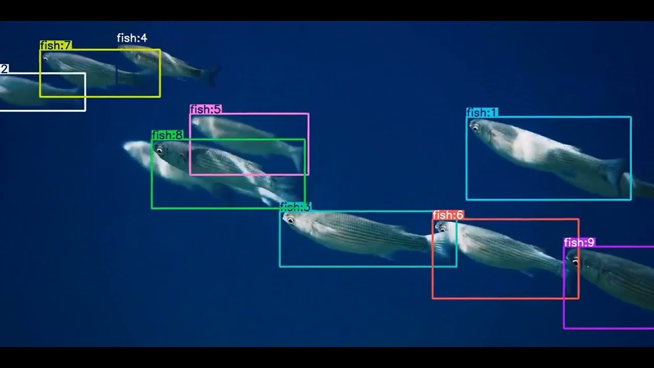 Datad Fish Data Annotation Services for Fish Detection & Tracking | High-Quality ...