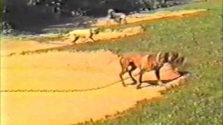 Wildsides Lucifer Rom