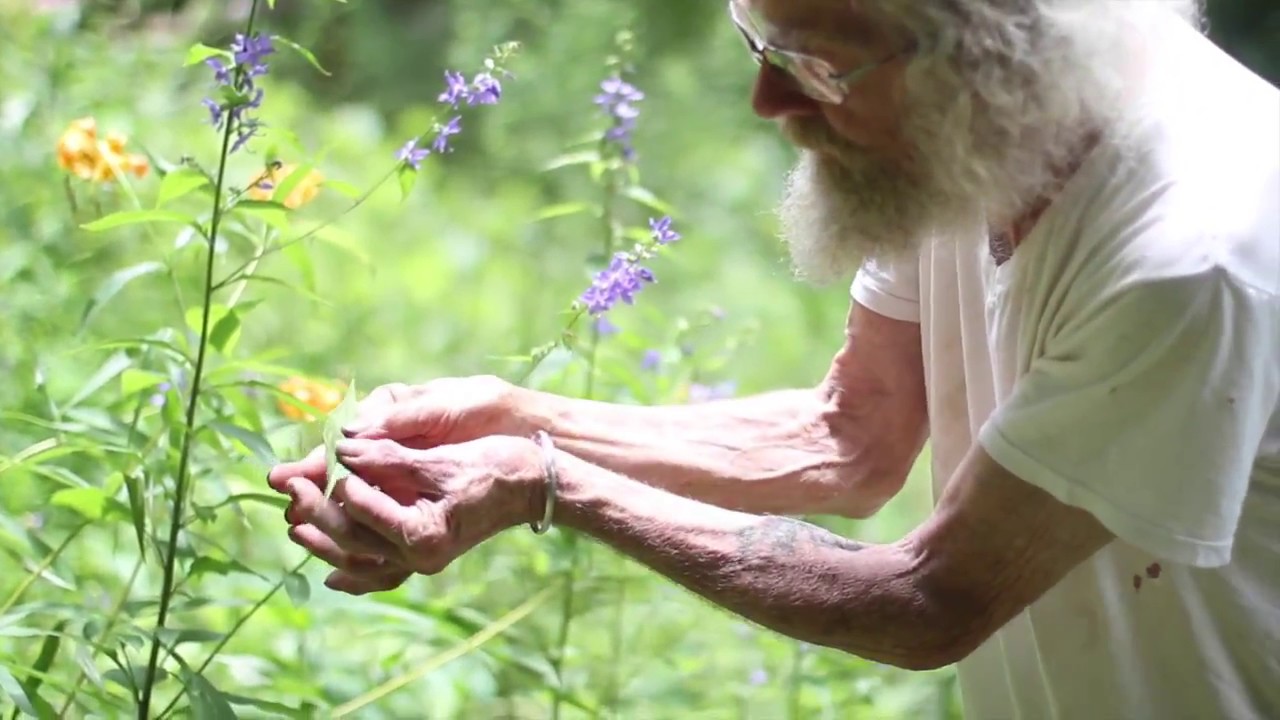 Campanulastrum americanum