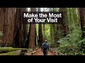 Muir woods national monument mustdo hikes